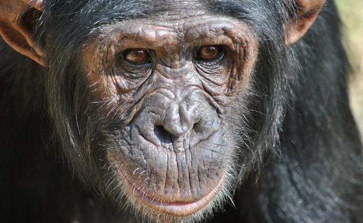 Thousands of hectares of prime rainforest habitat for chimpanzees, drills, gorillas and other primates are being wiped out as agribusiness advances across Cameroon. Photo (Chimp Eden Sanctuary): Afrika Force via Flickr (CC BY 2.0).