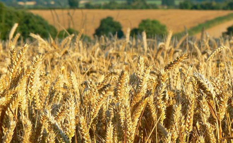 As for whether we want GMO crops ... who cares? A field of wheat (non-GM) neat Templecombe, England. Photo: Helen ST via Flickr (CC BY-NC-SA 2.0).