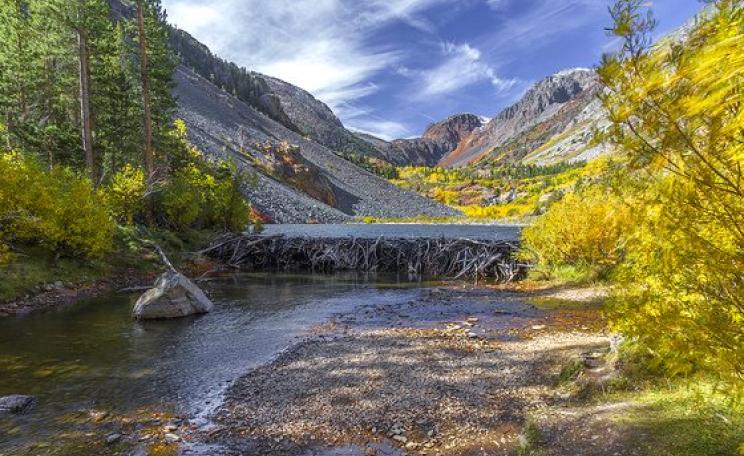 Beaver dam above Lundy Lake, California. Photo: Fred Moore via Flickr (CC BY-NC 2.0).