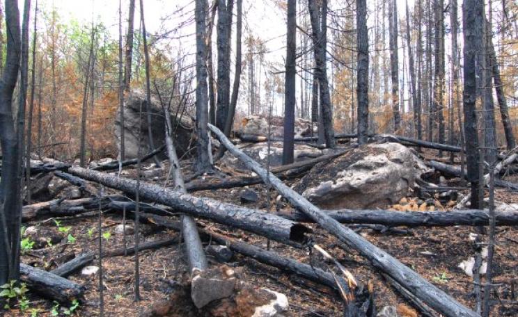 Charred, burned trees after the Ham Lake fire, Minnesota, 2007. Photo: Eli Sagor via Flickr (CC BY-NC 2.0).