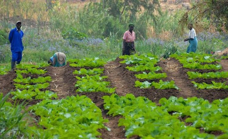 After a crash in the price of tobacco, Malawian farmers in Chiradzulu district have opted for crop diversification and a path to food security. Photo: Travis Lupick via Flickr (CC BY-NC-SA 2.0).