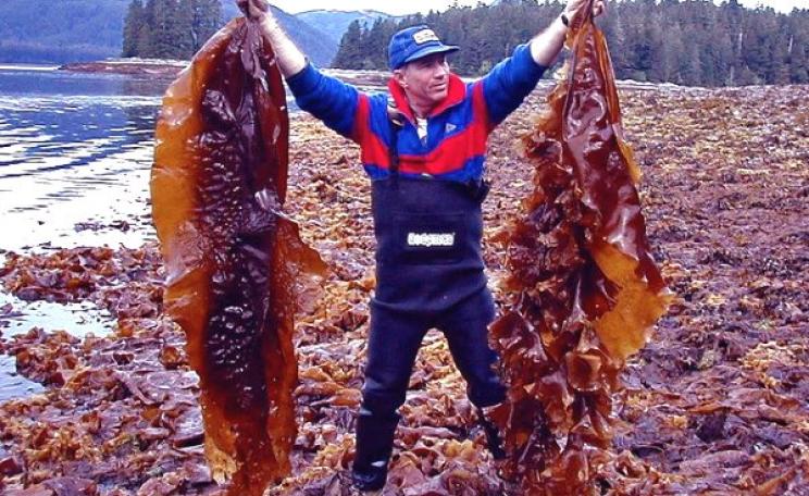 Researcher Mike Murphy holding laminaria saccharina sugar kelp algae, SE Alaska. Photo: David Csepp, NOAA / NMFS / AKFSC / Auke Bay Lab via NOAA Photo Library on Flickr (CC BY 2.0).