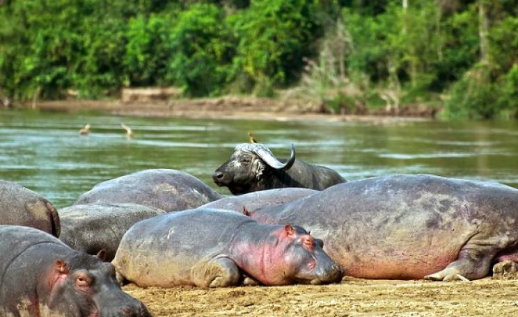 Hippo and Buffalo on the Semliki River at Lulimbi in Virunga National Park. Photo: virunga.org via Terese Hart / Flickr (CC BY-NC-SA 2.0).