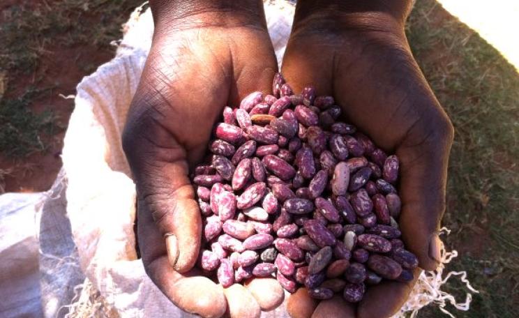Seed saving in Malawi: farmer Maria Banda's cupped hands holding cowpea seeds. Photo: Stephen Greenberg / ACBIO.