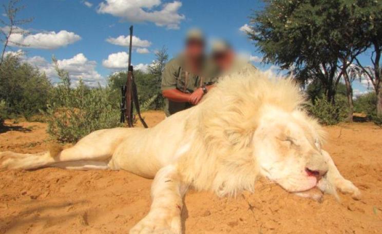 Proud hunters stand over their trophy. Photo: lionhuntinginafrica.com.