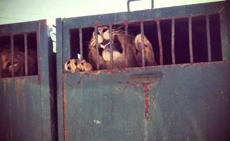 Lions being transported for a canned hunt. Photo: Campaign Against Canned Hunting.
