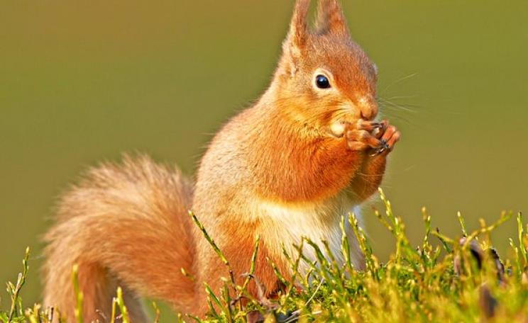 A rare red squirrel that has survived the depradations of the invasive North American grey squirrel, near Aviemore in the Scotland's Cairngorm mountains. Photo: Peter G W Jones via Flickr (CC BY-ND 2.0).