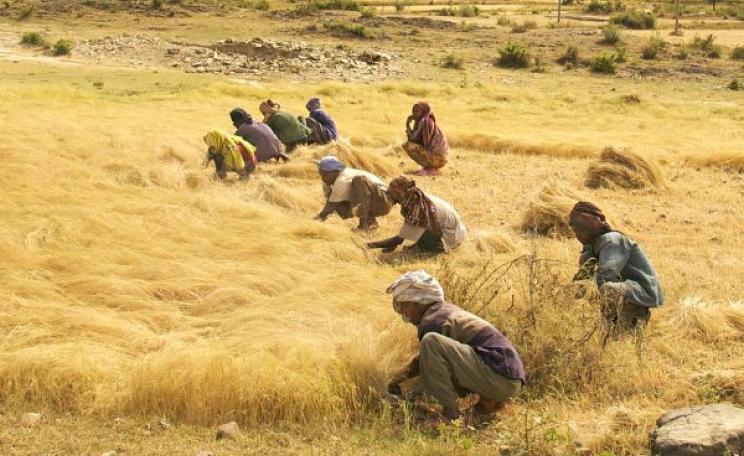 The work is hard, but the seed is free - for now! Men and women harvest the Ethiopian staple grain teff in a roadside field between Axum and Adwa in Northern Ethiopia. Photo: Alan via Flickr (CC BY 2.0).