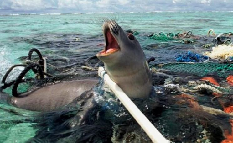 A seal caught up in plastic pollution near Santa Monica, Los Angeles, CA, USA. Photo: Nels Israelson via Flickr (CC BY-NC).