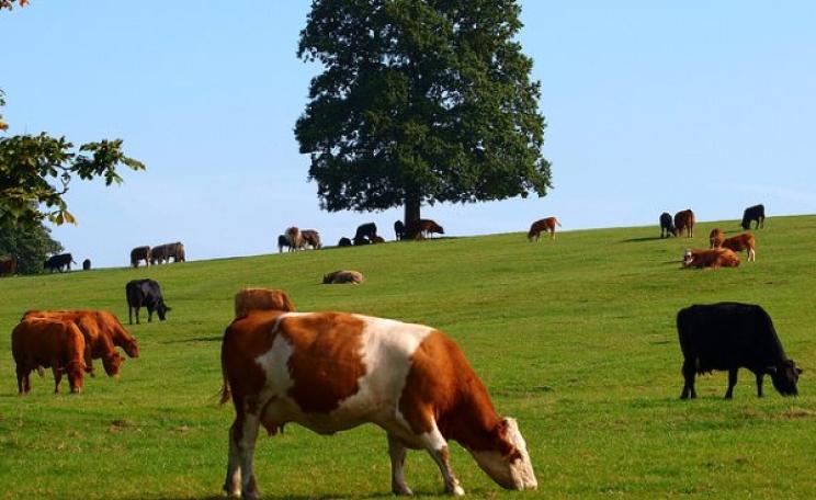 Free range, grass fed cattle in the Derbyshire uplands. Photo: John Bennett via Flickr (CC BY-NC-SA)