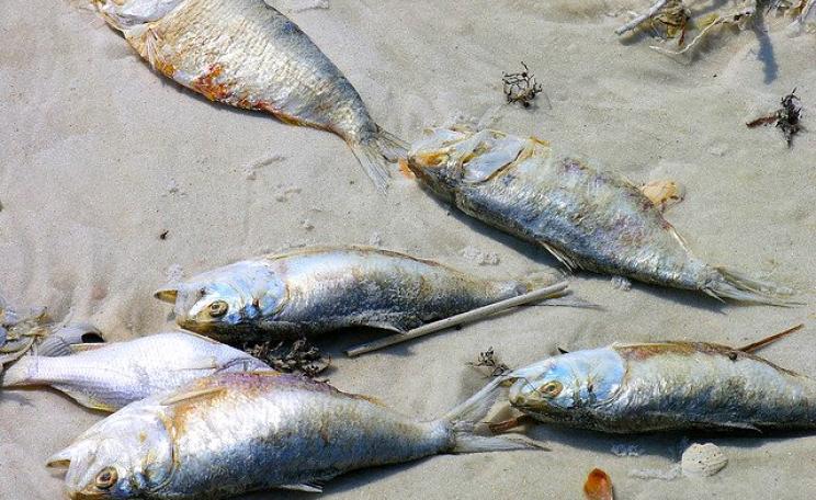 Dead fish on the beach at Cape San Blas, Florida, after a 'red tide' event in the Gulf of Mexico. Photo: Judy Baxter via Flickr (CC BY-NC-SA).