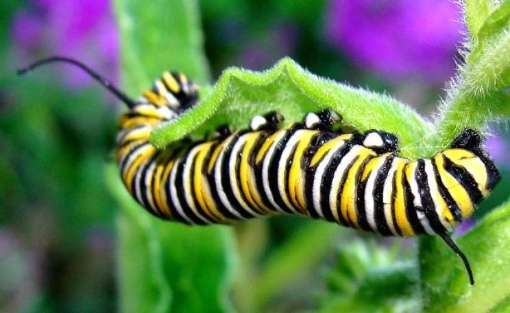 Monarch butterfly (Danaus plexipus) caterpillar feeding on butterflyweed (Asclepias tuberosa), a relative of milkweed. Photo: Martin LaBar via Flickr (CC BY-NC).