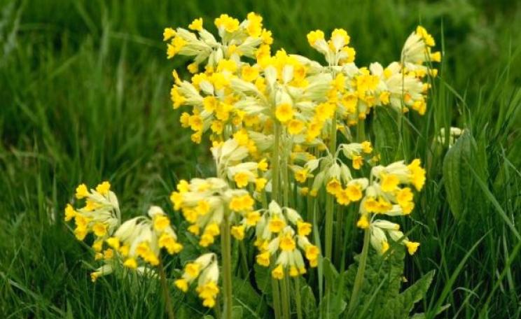 Cowslips (Primula veris). Photo: Donna JW via Flickr (CC BY).