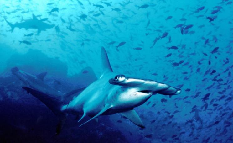A large hammerhead shark in the officially protected waters off Cocos Island, Costa Rica. Photo: Barry Peters via Flickr (CC BY).