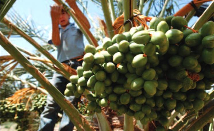 A Palestinian child clambering in a date palm on an Israeli settlement farm - from cover of the HRW report 'Ripe for Abuse - Palestinian Child Labor in Israeli Agricultural Settlements in the West Bank'.
