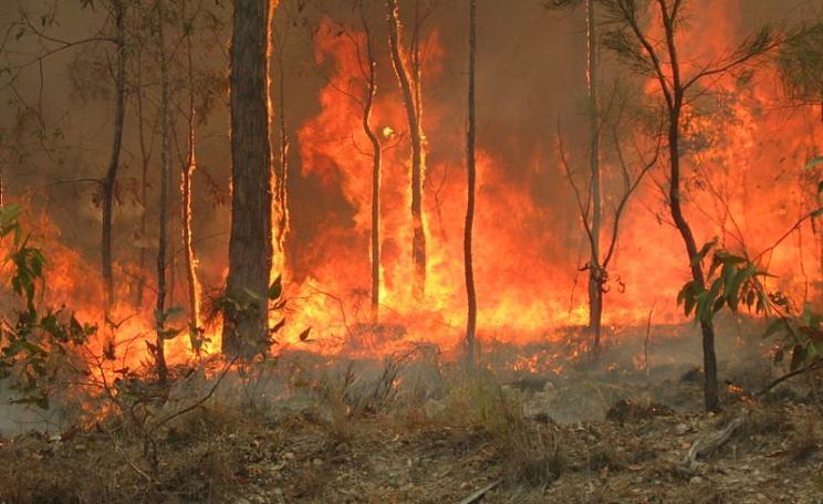 An accidental bush fire at Captain Creek in Central Queensland that started on a nearby farm. But most of the bush clearance is deliberate - and it's taking place on a huge scale. Photo: 80 trading 24 via Wikimedia Commons (CC BY-SA).