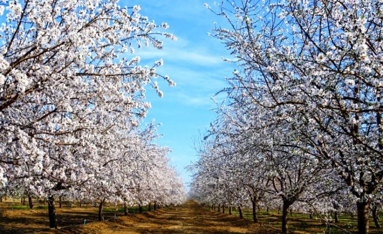 To pollinate California's huge monocultural almond farms bees are trucked in from all over the US, even flown in from Australia, because there's not the quantity or diversity of plants to sustain wild bee colonies or wild pollinators. Photo: Steve Corey v