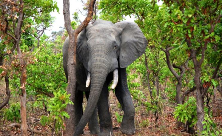 The African Elephant (Loxodonta africana) the largest living land animal, at Gorom, Cameroon. Photo: Daniel Tiveau for Center for International Forestry Research (CIFOR) via Flickr (CC BY-NC-ND).