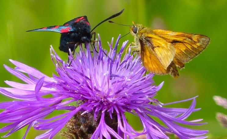 Six Spot Burnet Moth and Large Skipper Butterfly supping nectar on Common Knapweed. Photo: © 2015 Jo Cartmell.
