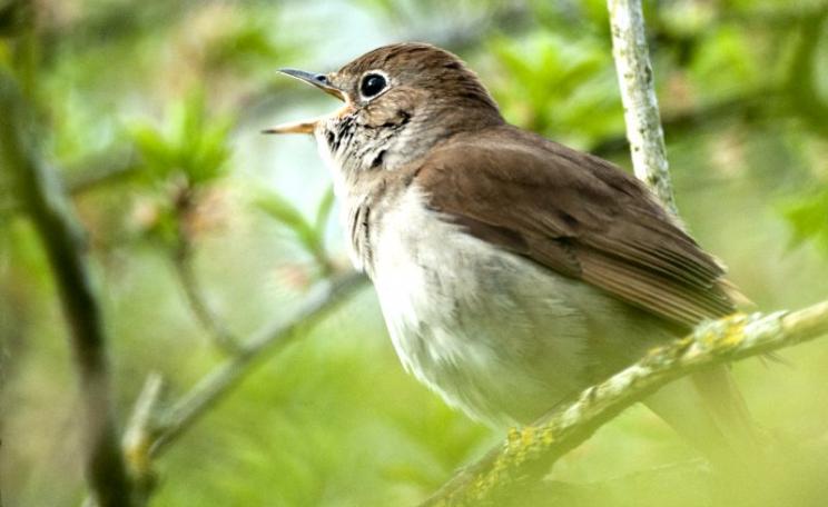 A nightingale in full song. Photo: courtesy of David Plummer Images.
