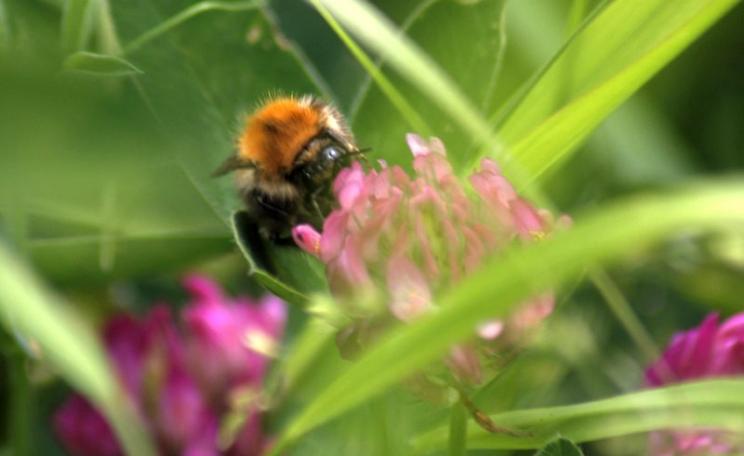 Pollinators are finding it increasingly hard to get by under industrial farming regimes. This Common Carda bumblebee is supping on a Clover flower on acid grassland near pond, New Ferry Butterfly Park - an urban nature reserve in Merseyside. Photo: Richar