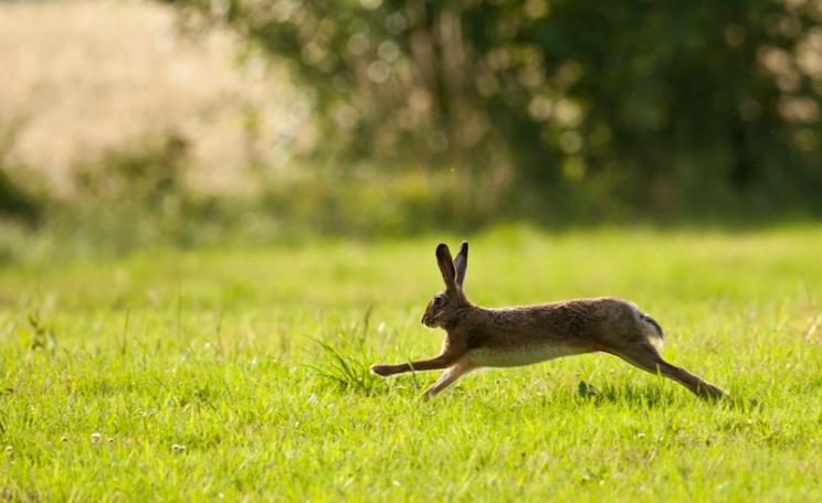 Hares beware - a early action of the new Conservative government is expected to be a repeal of the Hunting with Dogs Act, opening the way to hare-coursing in the English countryside. Photo: oneshotonepic via Flickr (CC BY-NC-SA).