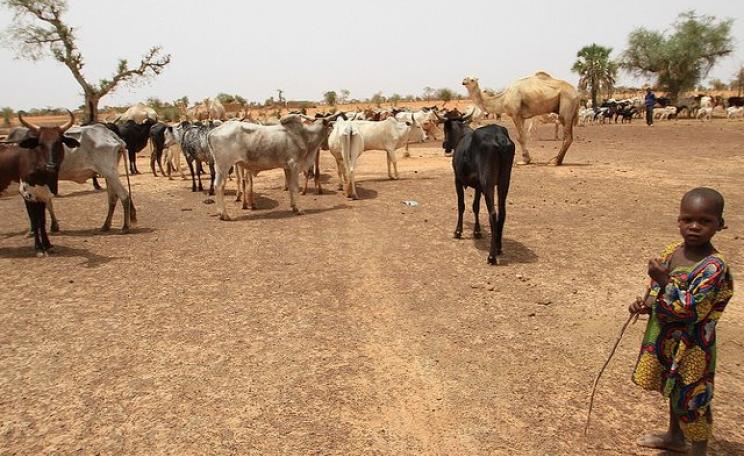 A boy herding cattle near Mentao refugee camp in Burkina Faso. More than 18 million people in West Africa’s Sahel region are hungry and malnourishedas a result of the crisis. Photo: DFATD | MAECD via Flickr (CC BY-NC-ND).
