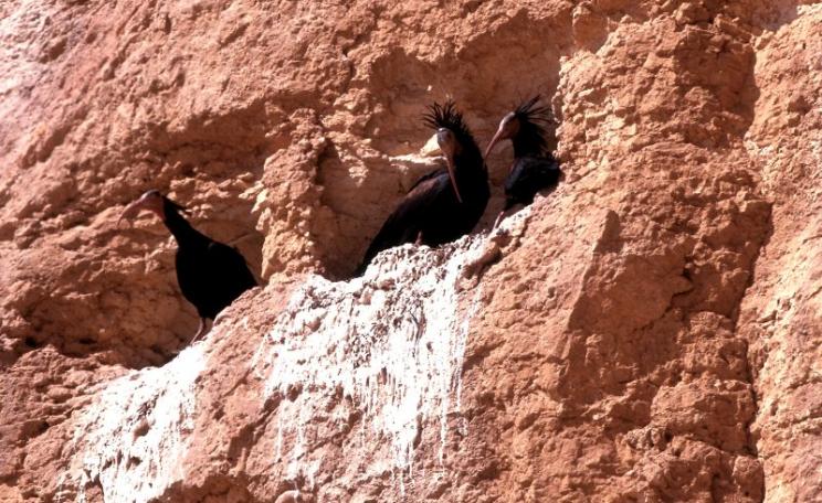 A pair of Northern Bald Ibis engaged in courtship at their nest in the Palmyra desert the year of the rediscovery (2002). Photo: Gianluca Serra.