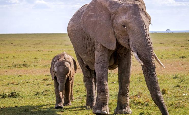 Without a cooperative, trans-boundary approach to wildlife conservation, Africa will struggle to conserve its biodiversity - like these elephants in the Masai Mara, Tanzania. Photo:  R∂lf Κλενγελ via Flickr (CC BY-NC).