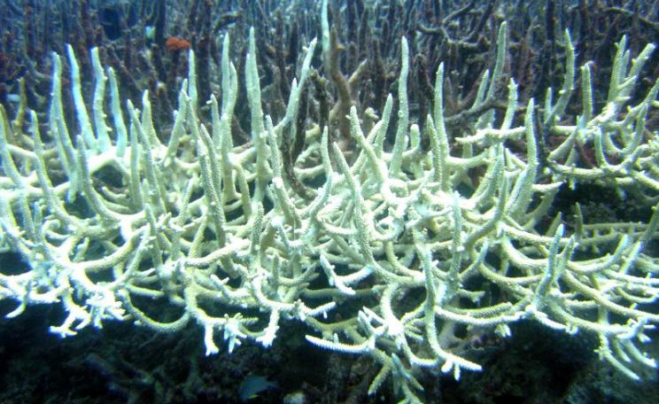 Soon this could be happening to coral reefs everywhere - bleached Staghorn coral in Australia's Great Barrier Reef. Photo: Matt Kieffer via Flickr (CC BY-SA).