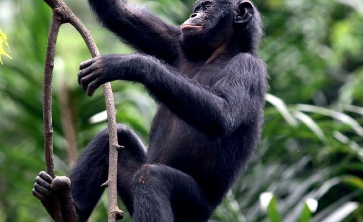 A young Bonobo: the species is at riosk as logging in the Congo Basin fragments their forest habitat and opens up new areas to poachers. Photo: via Greenpeace.