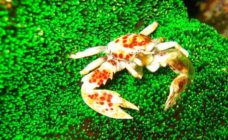 In danger? Apparently not. Under threat? For sure. A Red-spotted Porcelain Crab (Neopetrolisthes maculatus) on anemone (Cryptodendrum adhaesivum). Steve's Bommie, Ribbon Reef #3, Great Barrier Reef. Photo: Richard Ling via Flickr (CC BY-NC-ND).