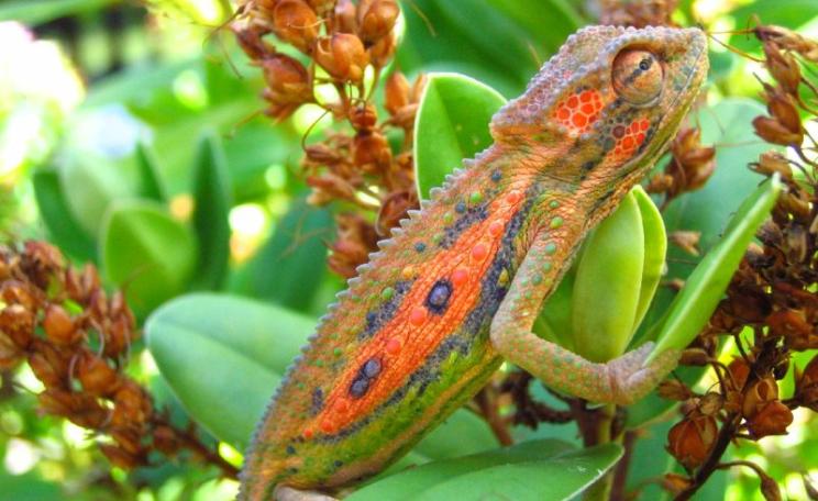 Cape Dwarf Chameleon (Bradypodion pumilum) in Cape Town, South Africa. Photo: Elton Harding via Flickr (CC BY-NC-ND).