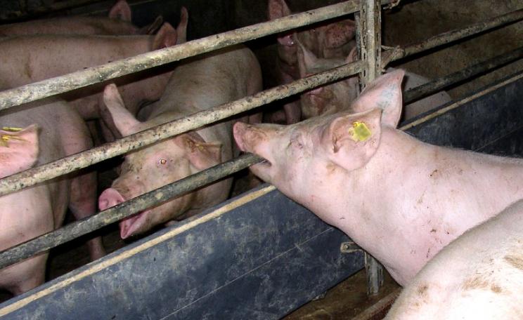 Low welfare pigs in an unhygienic intensive unit of the kind that can generate antibiotic resistant bacteria. Photo: Compassion in World Farming via Flickr (CC BY-NC-SA).