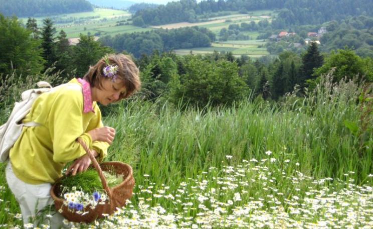 All about using herbs. Photo: ICPPC.