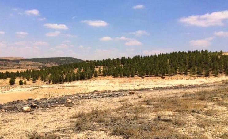 The JNF-sponsored Yatir Forest advances over a hill towards the Bedouin village of Atir. Photo: Amjad Iraqi / 972 Mag.