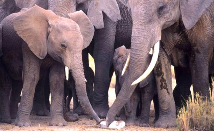 Elephants examine the tusk of a poached sibling. Photo: Karl Ammann, author provided.