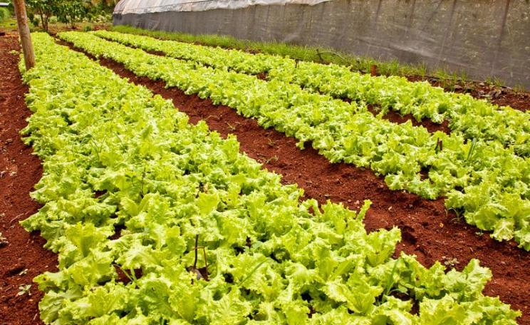 Lettuce on an Organic Farm in Havana, Cuba. Photo: David Schroeder via Flickr (CC BY-NC-ND).
