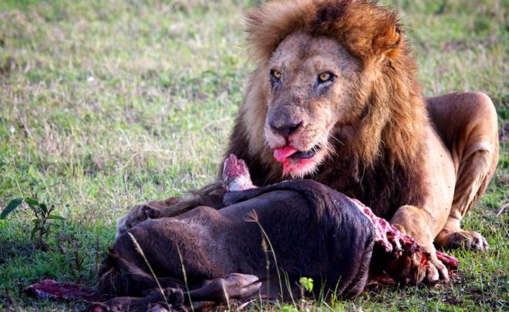 Meat is all very well for lions, like this one in the Masai Mara, Kenya. But can the planet take billions of humans eating it too? Photo: Stuart Richards via Flickr (CC BY-ND).