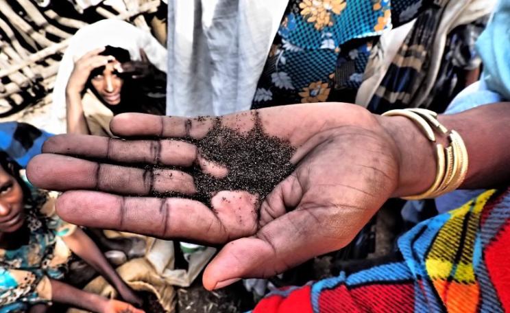 Ethiopian teff grain. Photo: SarahTz via Flickr (CC BY).