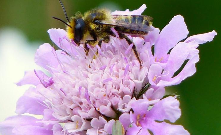 Solitary Leaf-cutter bee (Megachile centuncularis) nectaring on Small Scabious in Jo's wild flower meadow, Photo: © 2015 Jo Cartmell.
