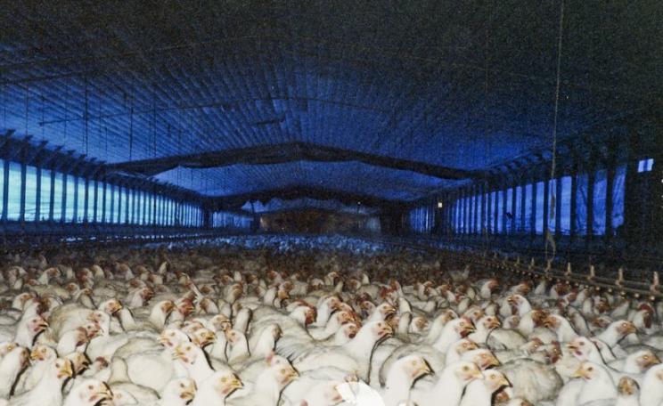 One of the big debates under TTIP's 'Regulatory Cooperation' chapter concerns animal welfare and meat safety, with US standards consistently lower than those in the EU. But the cheaper US meat could take over EU markets. Photo: US 'broiler' chicken farm b