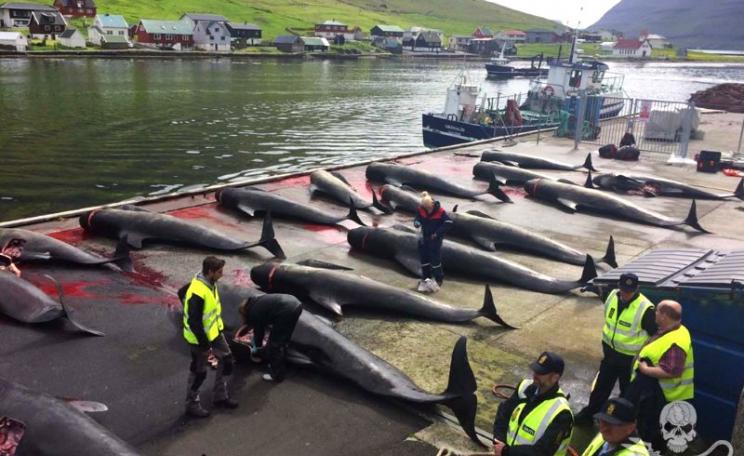 22 Pilot whales lined up on the shore at Hvannasund, Faroe Islands. Photo: Rosie Kunneke / Sea Shepherd.