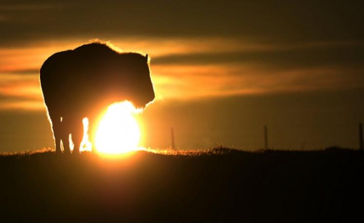 Bison are roaming free in Germany - so why not Scotland? Photo: Felix Kaestle.