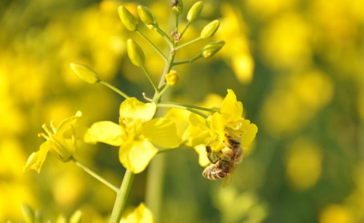 Honeybee on oilseed rape flower. Photo: s.ralph2010 via Flickr (CC BY-NC-ND).