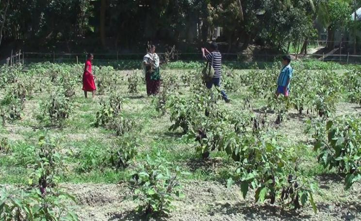 Munnaf's wife Lovely Begum, showing dead Bt brinjal plants. Photo: Faisal Rahman.