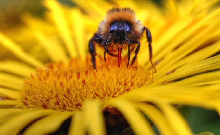 A bumblebee pauses on an Inula Magnifica. Photo: Tom Blackwell via Flickr (CC BY-NC).