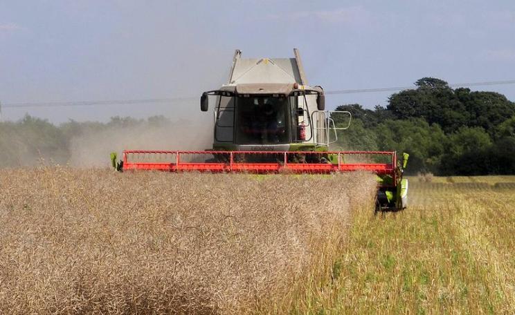 The 2015 oilseed rape harvest is coming in strong. Photo: Michael via Flickr (CC BY-NC-SA).