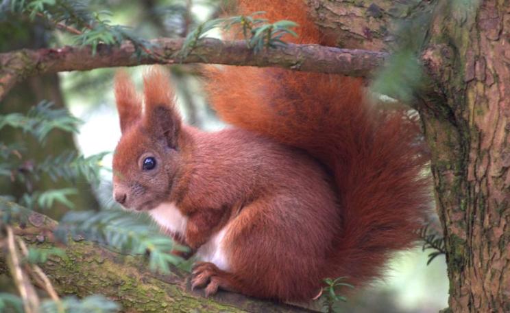 Saving our red squirrels is fine - but only if we reach beyond our shores to where the real biodiversity lies, and is under threat. Photo:  j_gldsck via Flickr (CC BY-SA).