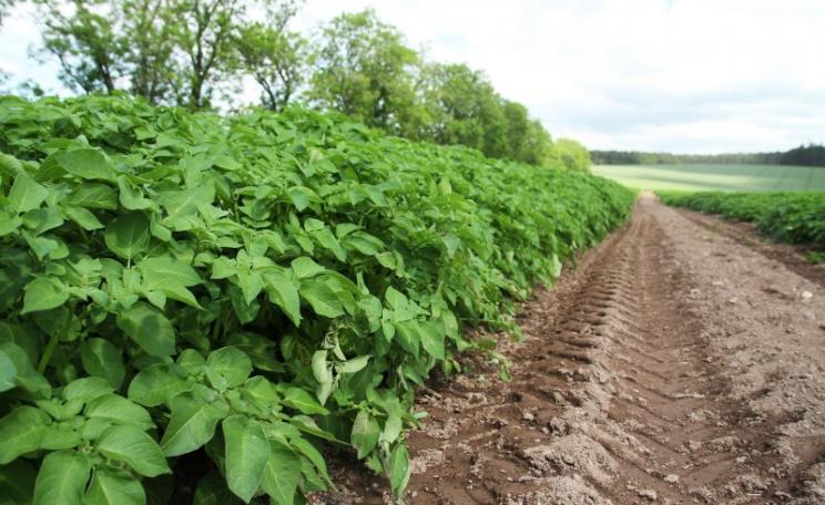 Now protected against GMO contamination: fields of seed potatoes growing in Perthshire, Scotland. Photo: Matt Cartney / Agriculture, Food and Rural communities via Flickr (CC BY-NC).